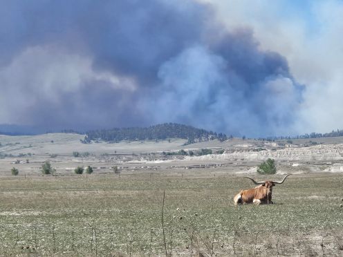ox in fire.jpg